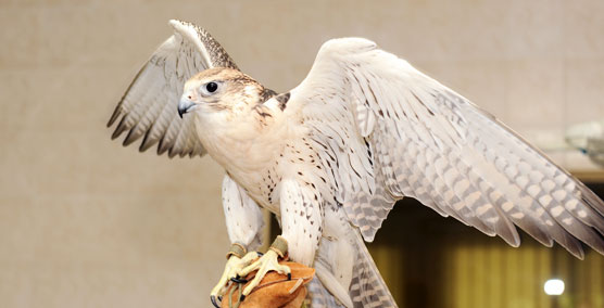 Falcon Hospital Abu Dhabi - Must see places in Abu Dhabi