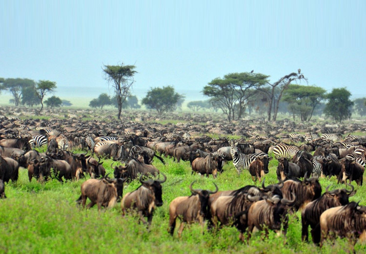 The Great Migration - the things you must do in Tanzania