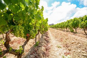 Italy Travel Tips